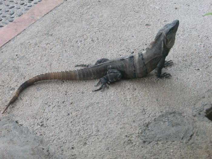 Famosas iguanas