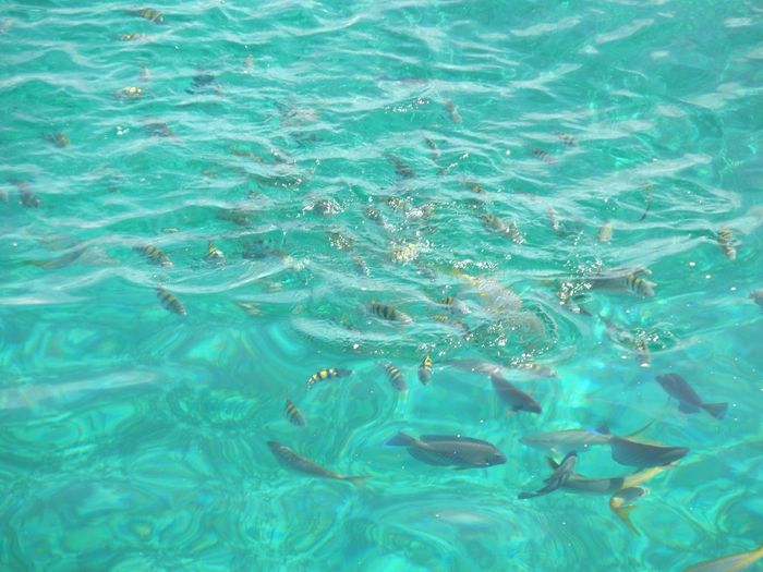Peixinhos