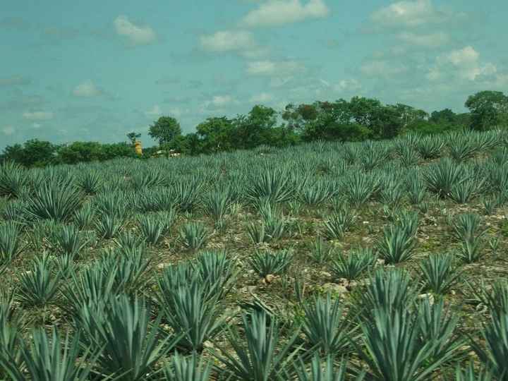 Plantação da planta do Tequila