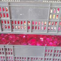 Prendas para as convidadas - 2