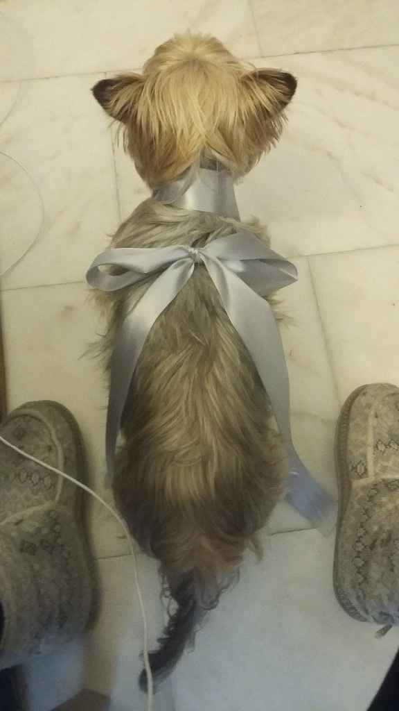 treinos com o cookie1
