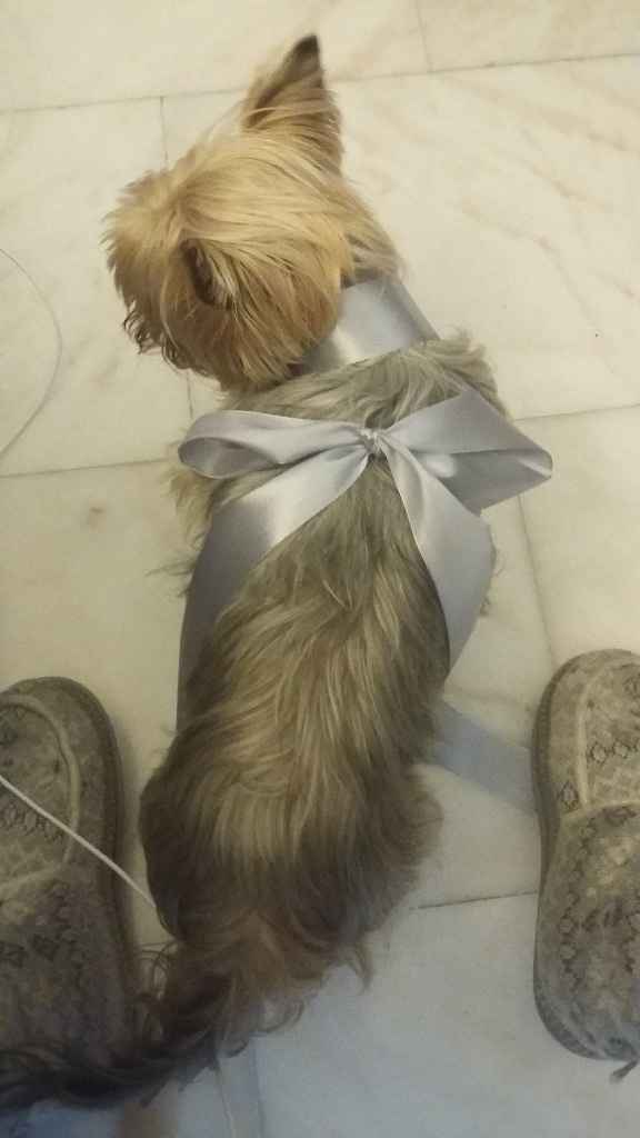 treinos com o cookie2