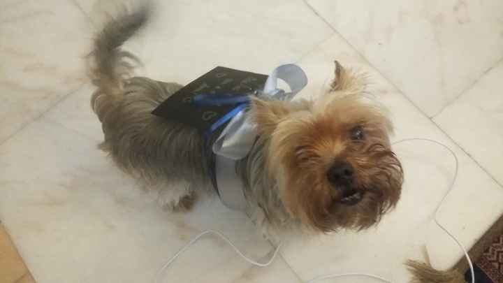 treinos com o cookie5