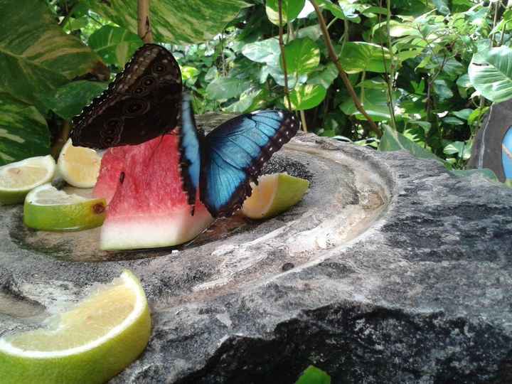 xcaret - borboletário