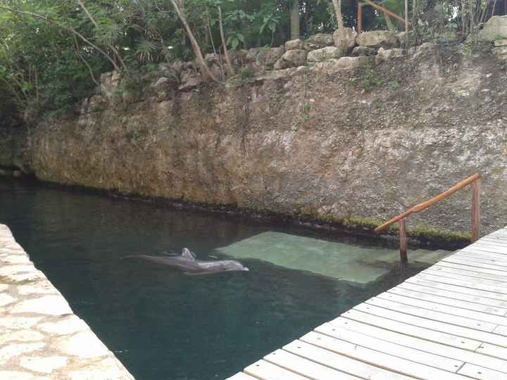 xcaret golfinhos