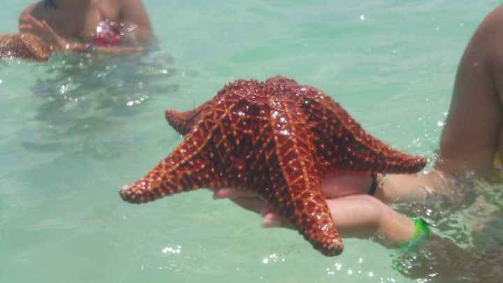 estrelas