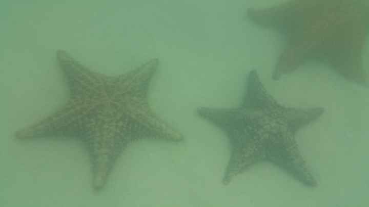 estrelas