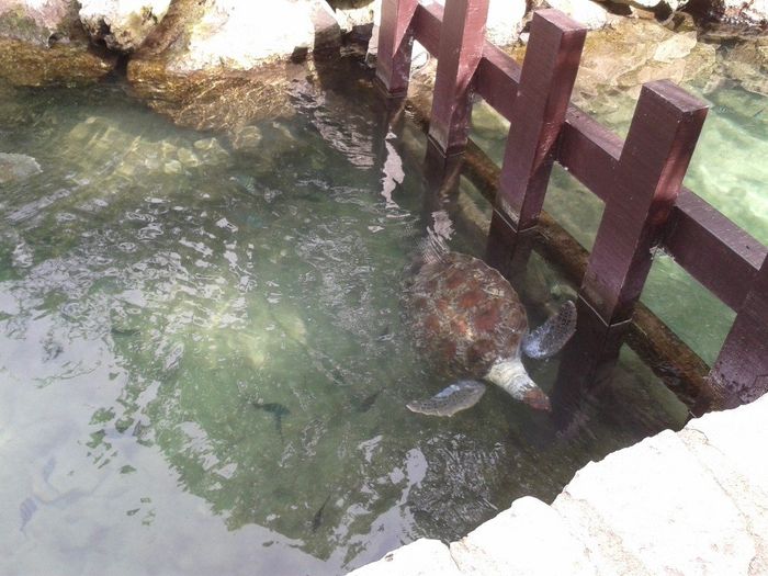 xcaret tartarugas
