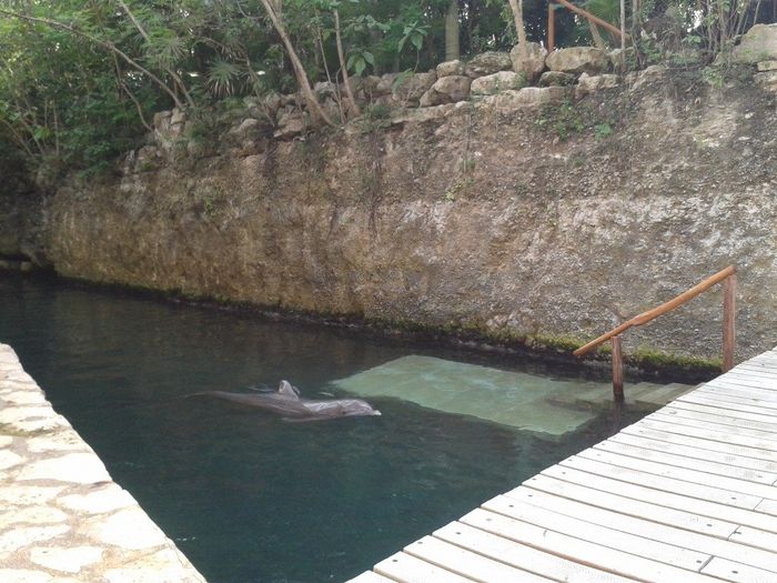 xcaret golfinhos
