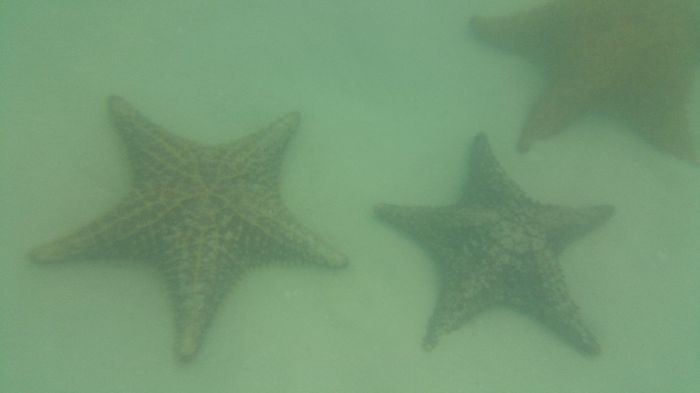 estrelas
