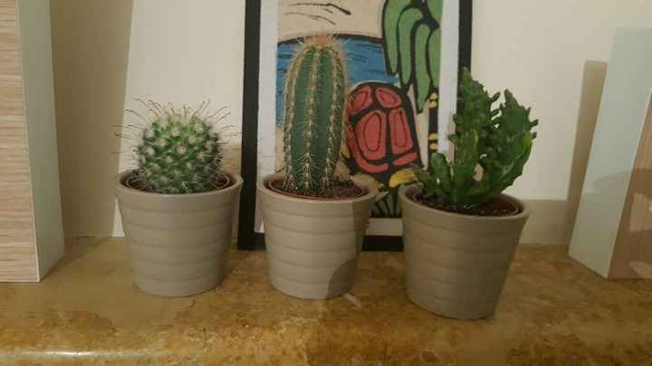 Plantação de cactos e suculentas - 'diy' - 1