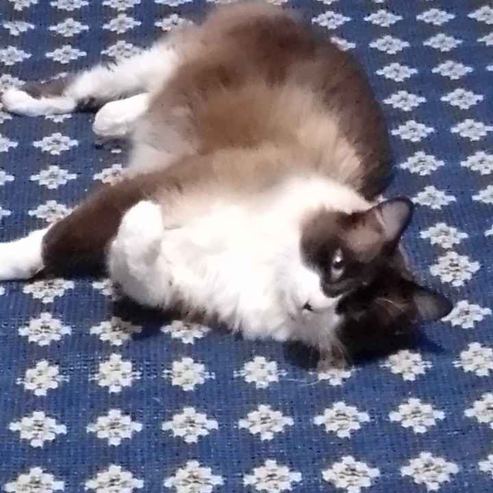Cão ou gato: quem será o melhor companheiro durante os preparativos? - 1