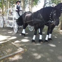 Ideias originais para transporte dos noivos :) - 1
