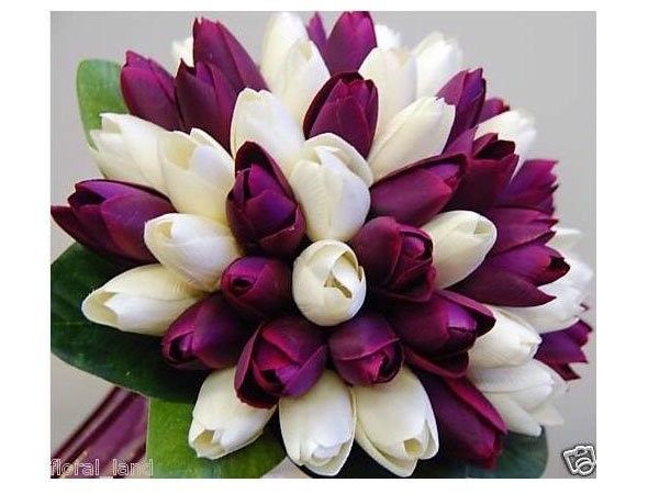 tulipas3