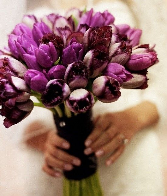 tulipas 4