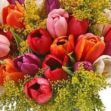 tulipas