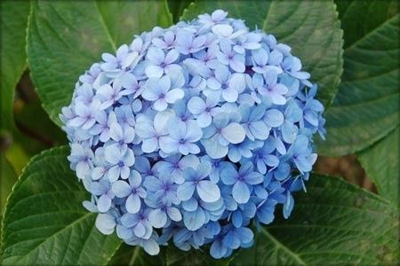 hortensia