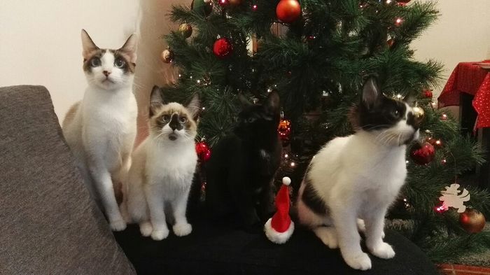  Já cheira a Natal cá em casa 🎄 - 4