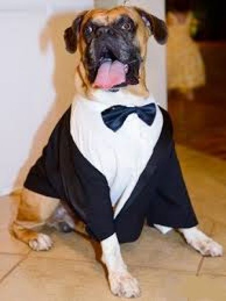cão alianças
