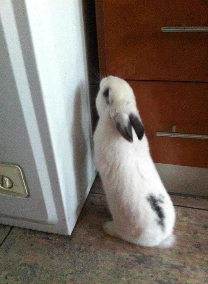 Bom fim-de-semana com pet - 2