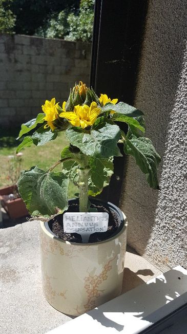 Mês Julho - cor Amarelo 13