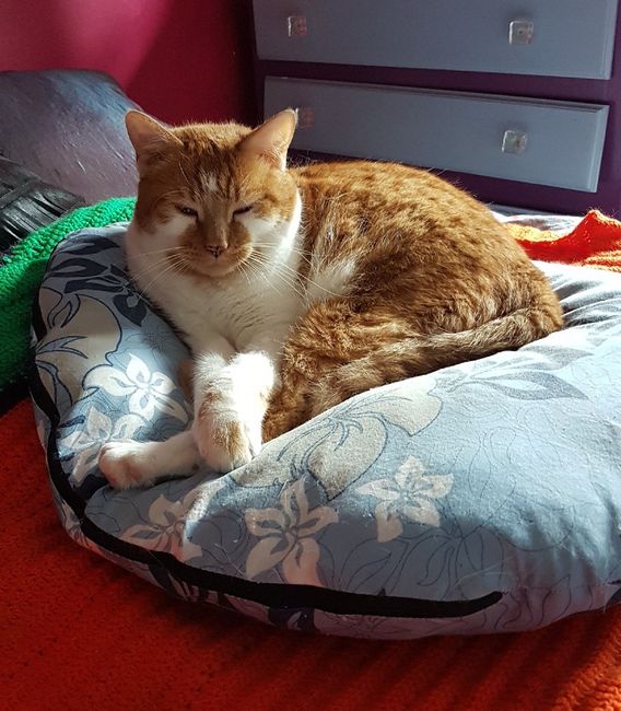 Comprinhas Aliexpress 1