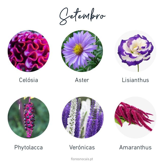 Bouquet noiva Setembro 2020 2