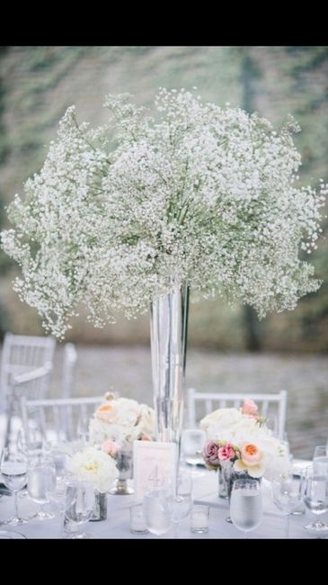 Preço de gypsophilas - 1