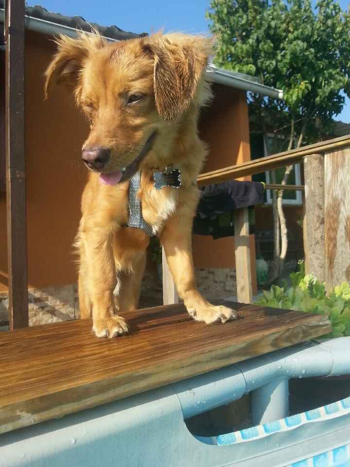 Bom fim-de-semana com pet - 2
