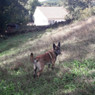 Catarina
