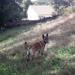 Catarina