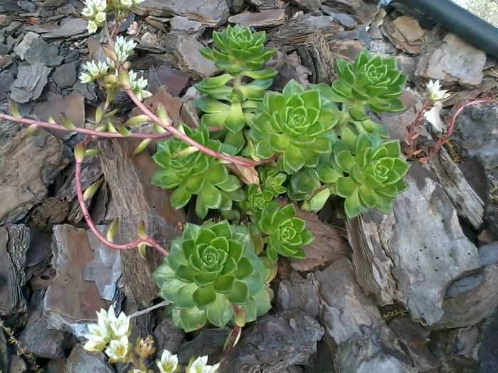 Suculentas 2