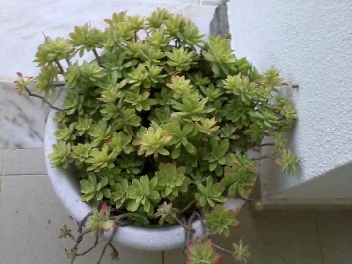 Suculentas