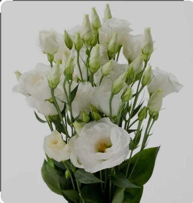 Que tipo de bouquet preferem ? 2