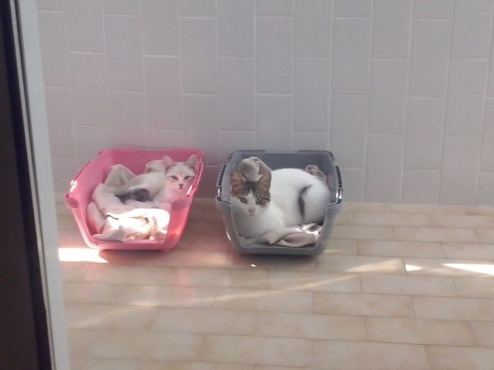 A molly e a nikita