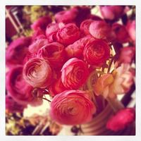 As flores  - 1
