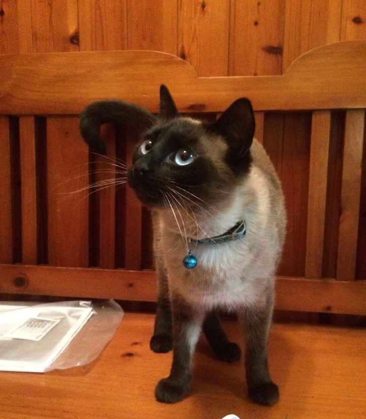 Miaaa