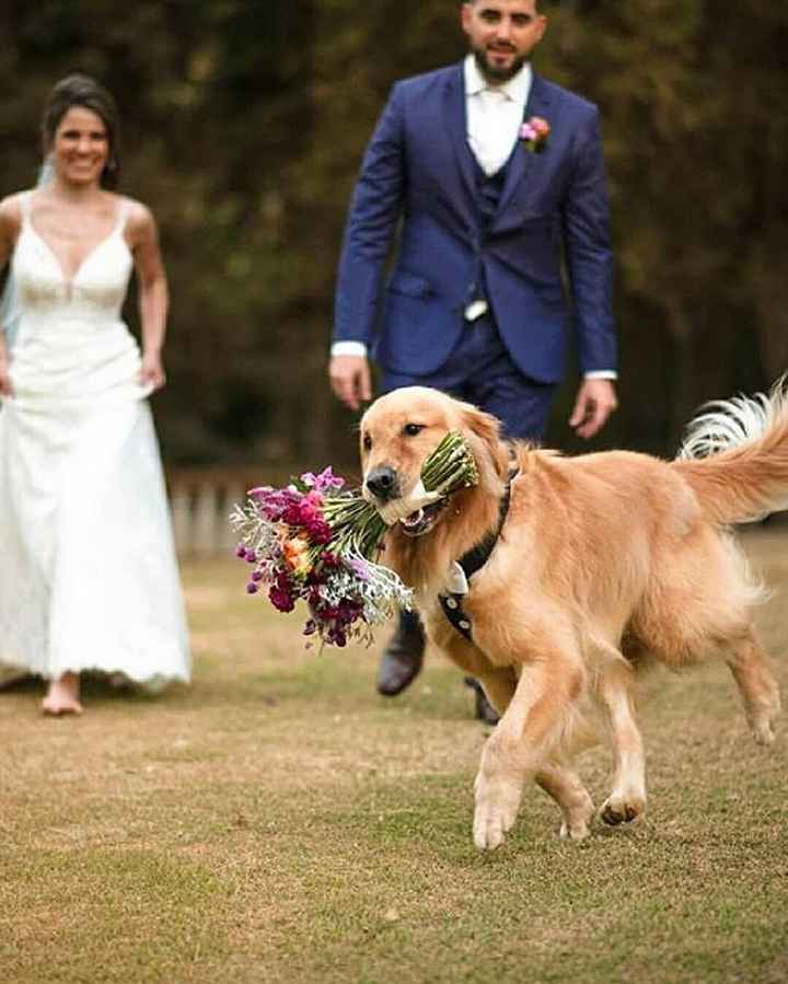 Animais de estimação no dia C: qual a foto mais fofinha? 💕 - 3