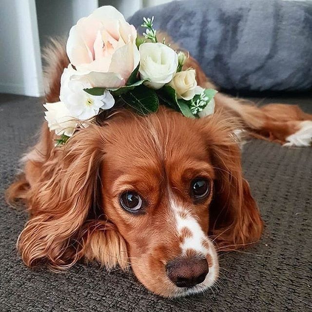 Animais de estimação no dia C: qual a foto mais fofinha? 💕 2