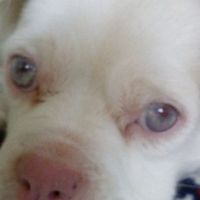 Animais de estimação - 1