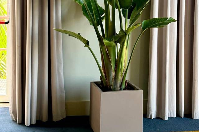 Verdélle - Plants Rental & Sales