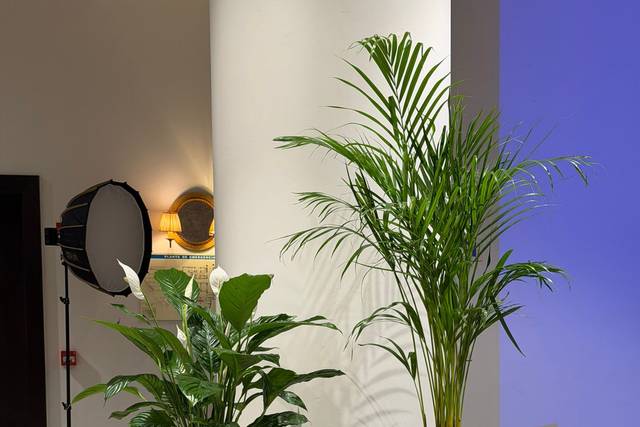Plants Rental