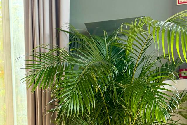 Areca