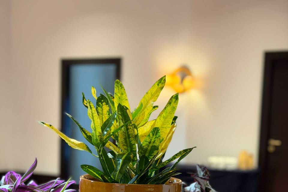 Plants Rental