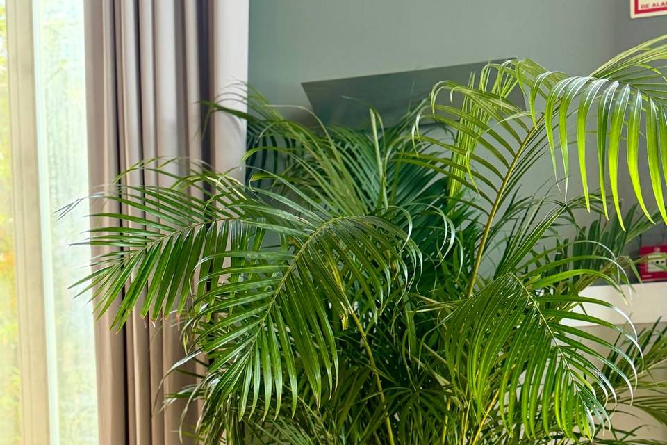 Areca