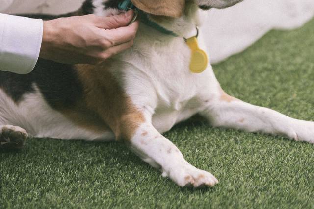 Wedding Pet Sitting