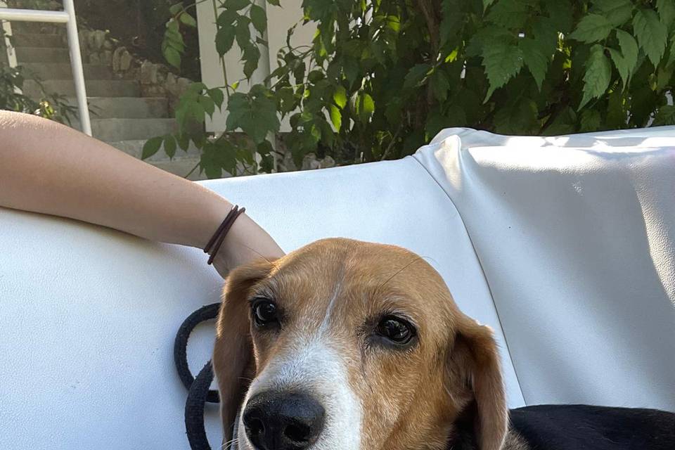 Wedding Pet Sitting