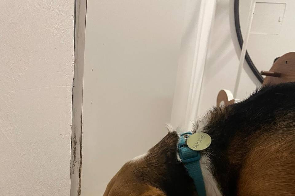 Wedding Pet Sitting