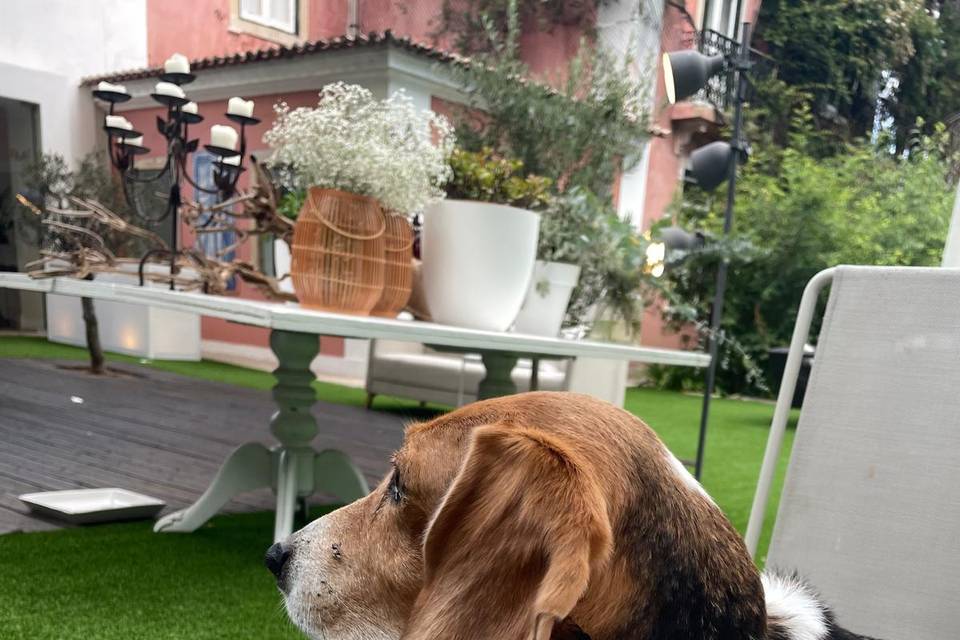 Wedding Pet Sitting