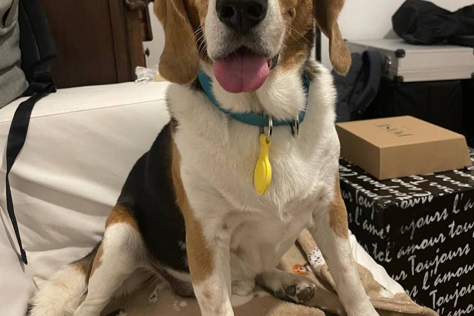 Wedding Pet Sitting
